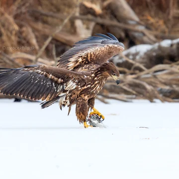Wildlife photograph by Filip Mrocek