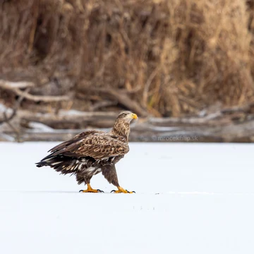 Wildlife photograph by Filip Mrocek