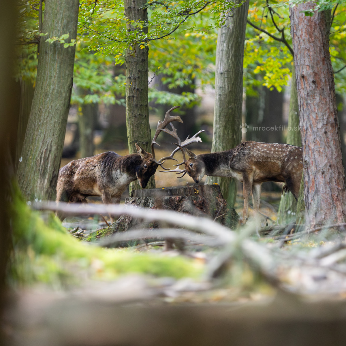 Fallow Deer - King of Our Forests or Intruder?