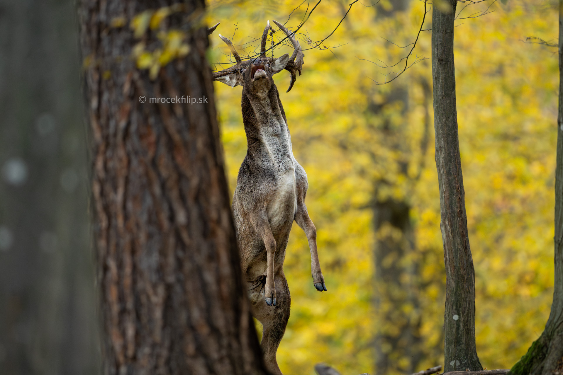 Daniel stojí na zadných nohách a snaži sa dočiahnut na konár vo výške.