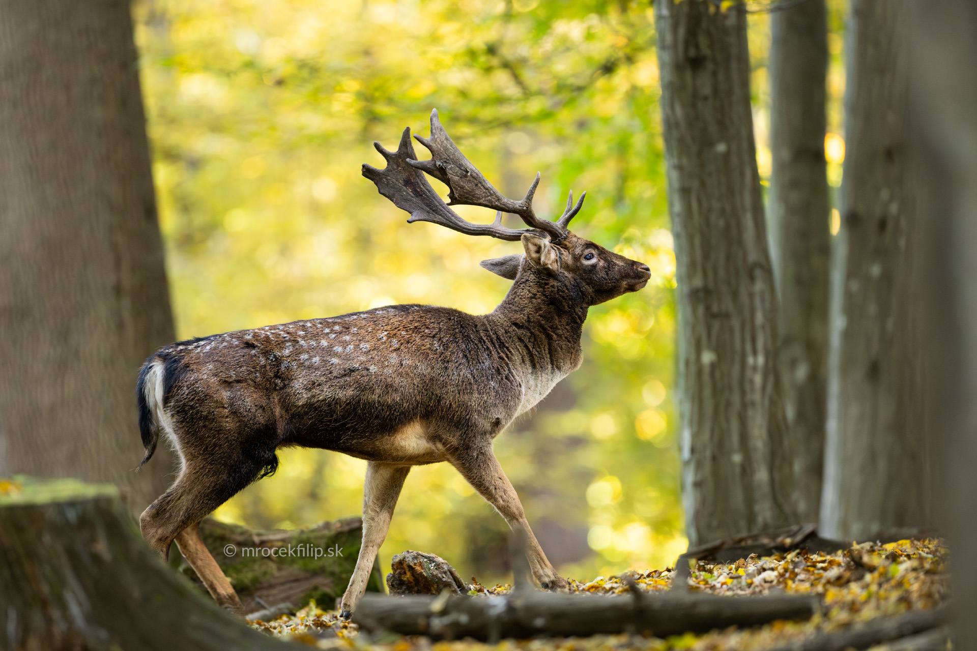 Daniel kráča jesenným lesom.