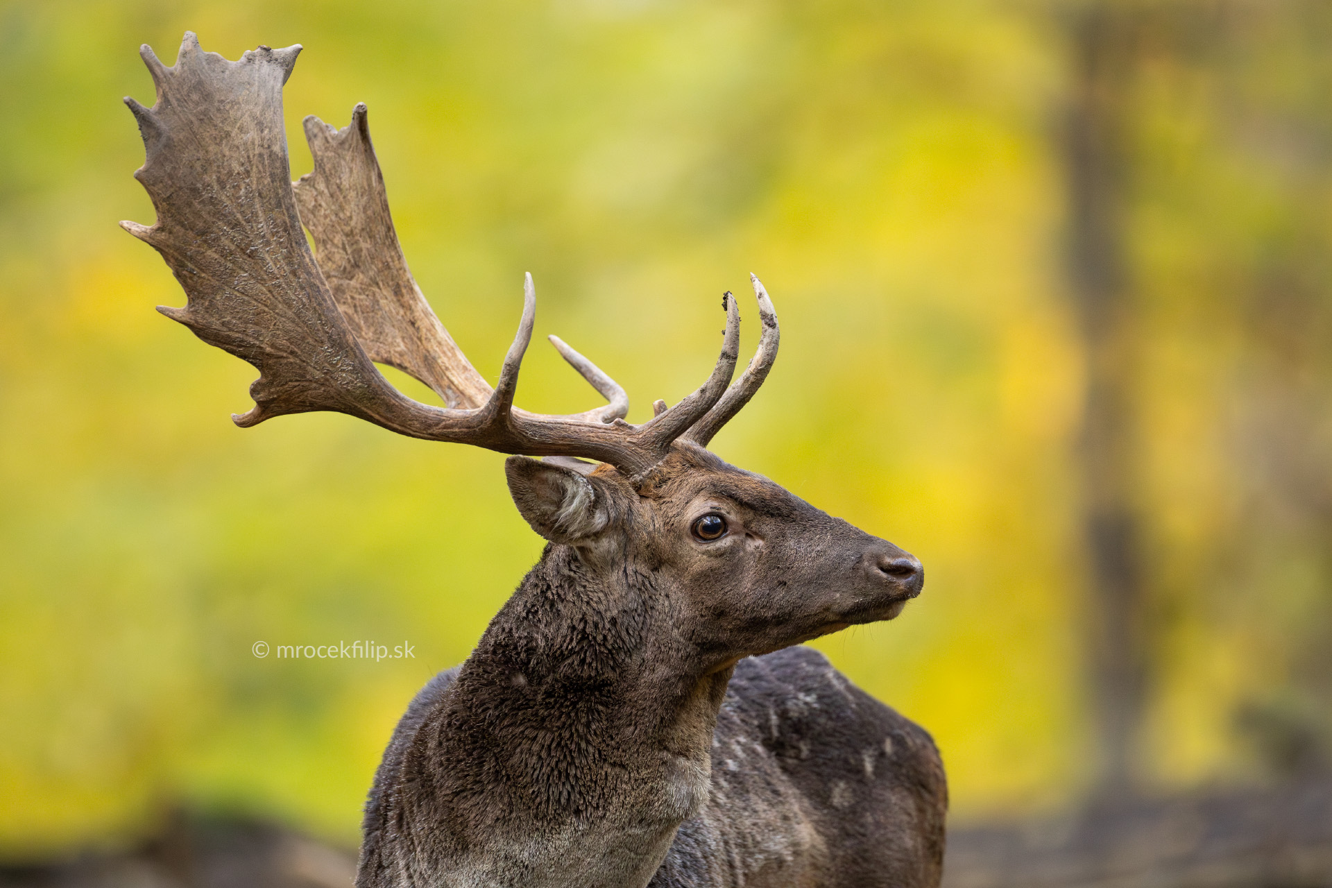 Portrét daniela s lopatami v lese.