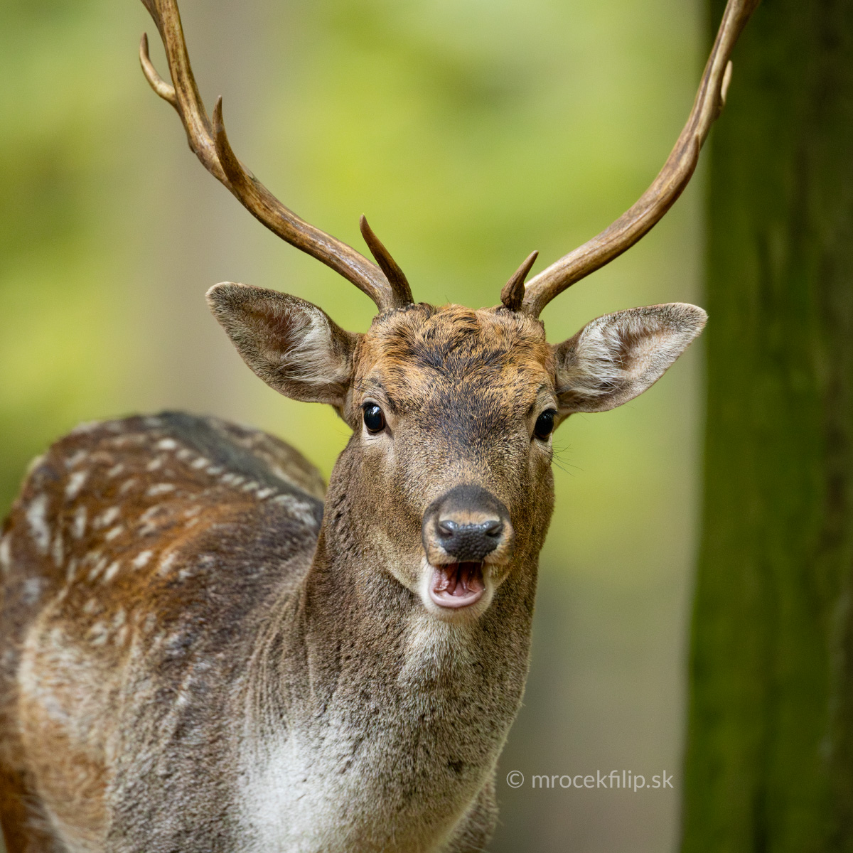 Daniel škvrnitý - kráľ našich lesov či narušiteľ?