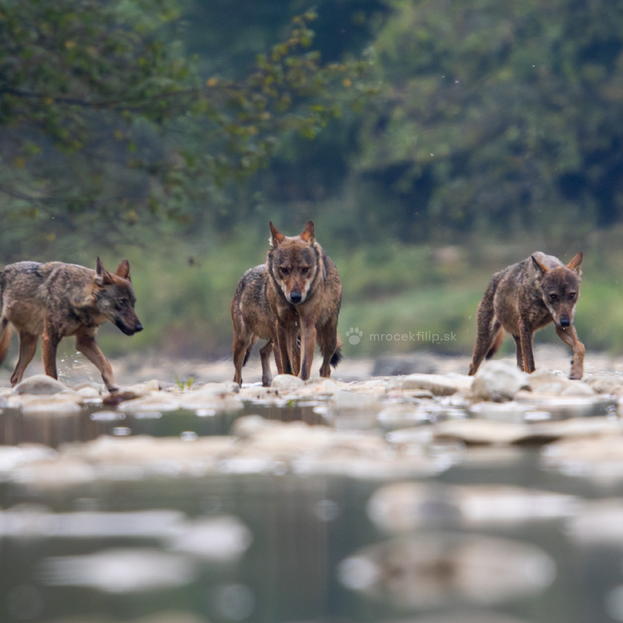 70 Hours in the Wilderness and My Encounter with Wolves