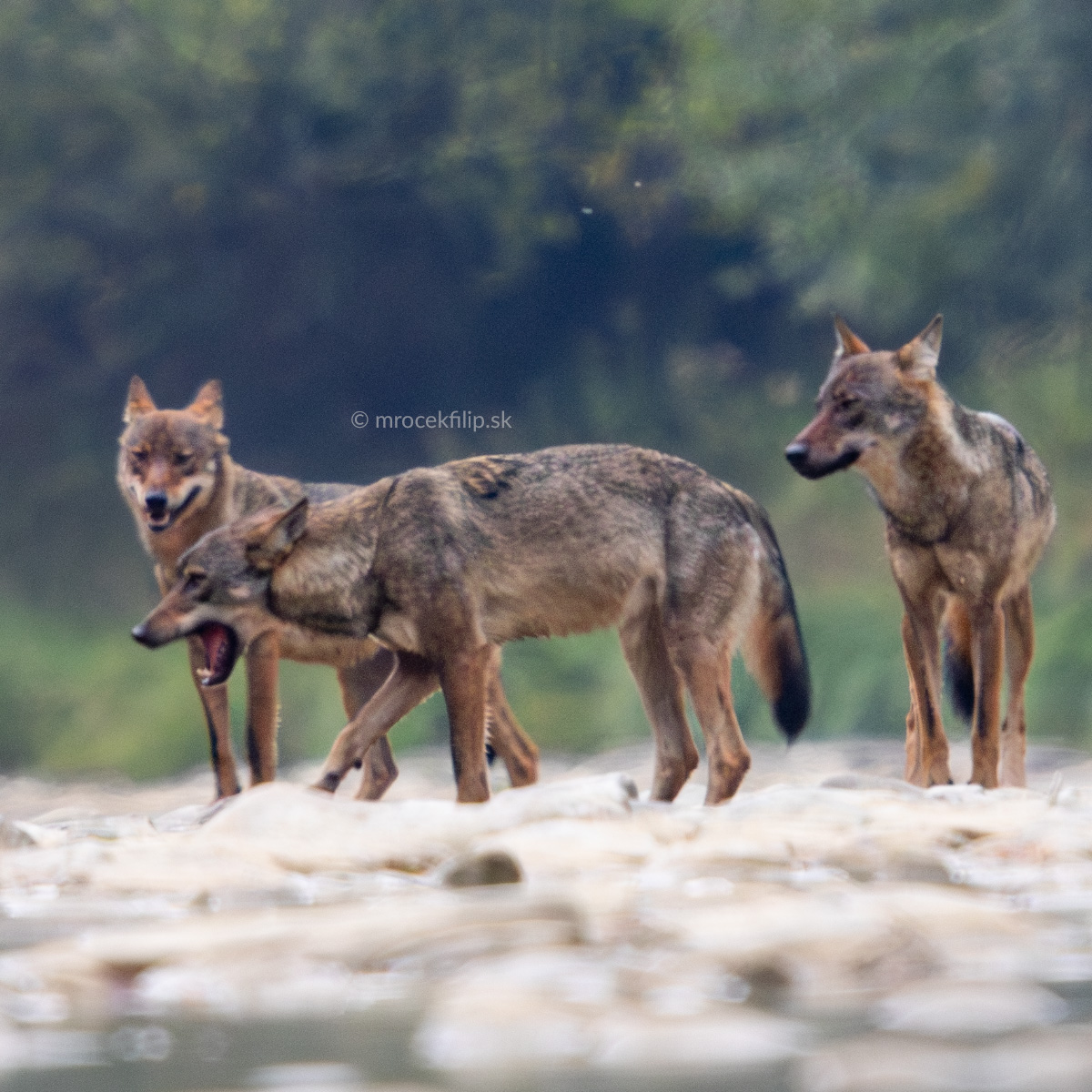 70 hodín v divočine a moje stretnutie s vlkmi