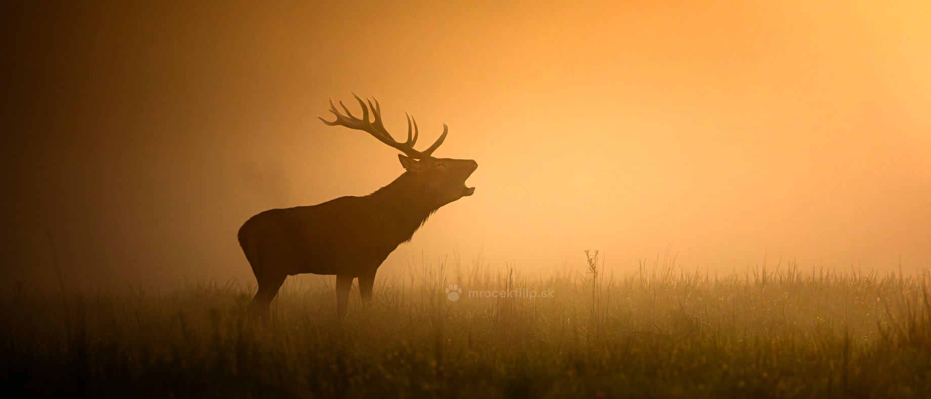 Red Deer Rut 2026: Why the Floodplain Forest Roars First