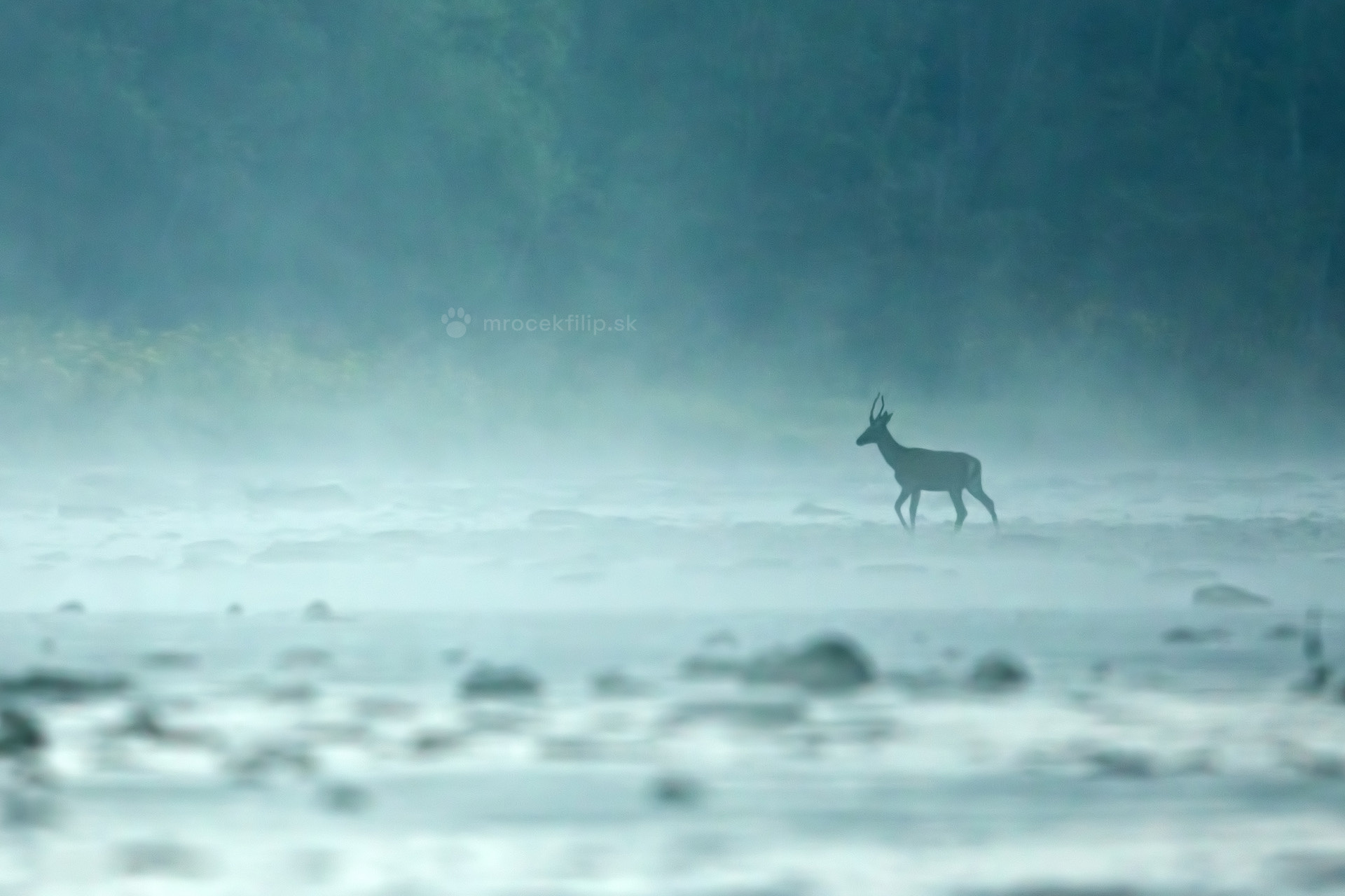 A young red deer stag crossing a mist-covered river