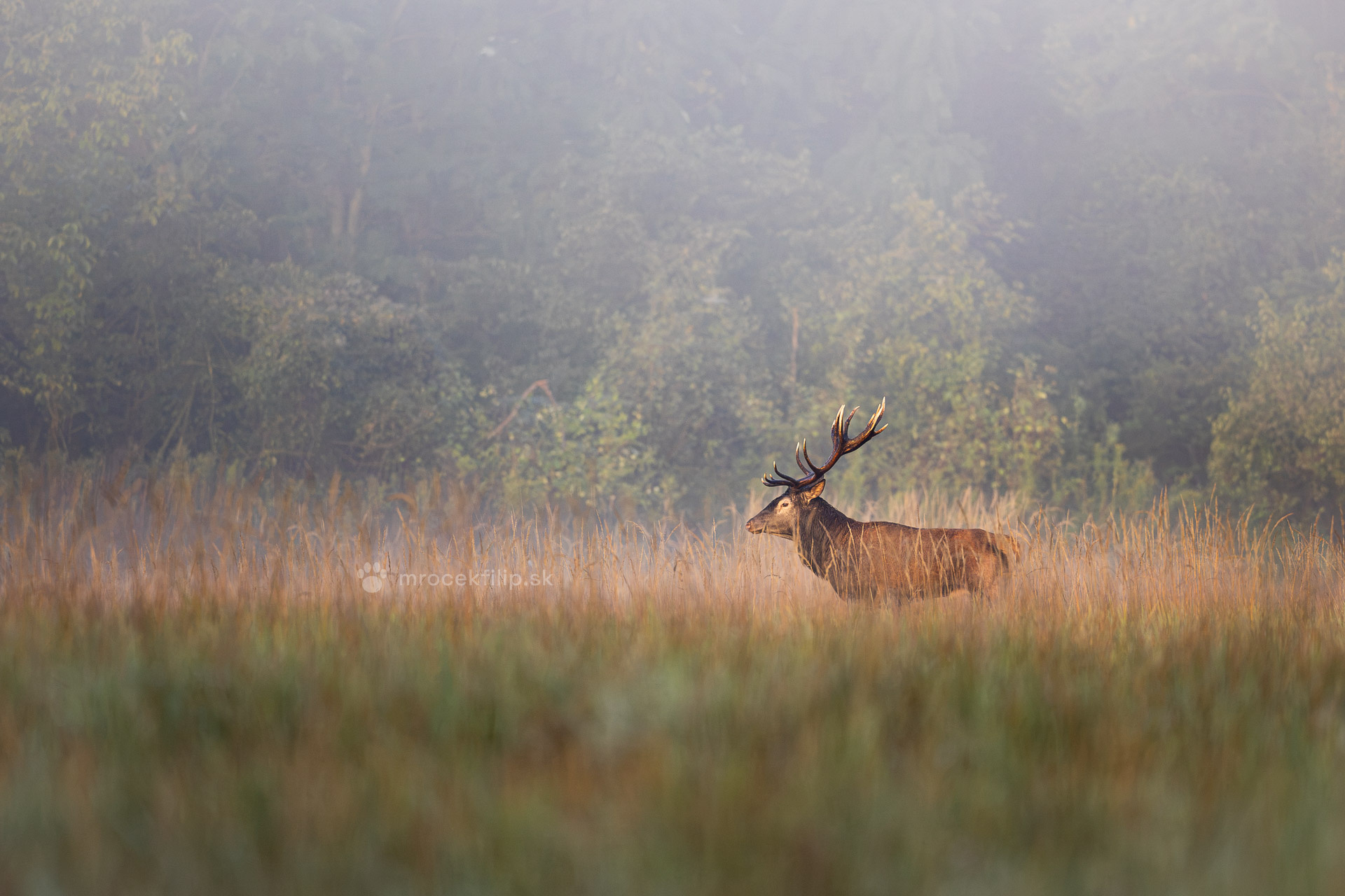 A red deer stag at sunrise in a meadow of tall grass, with morning haze.