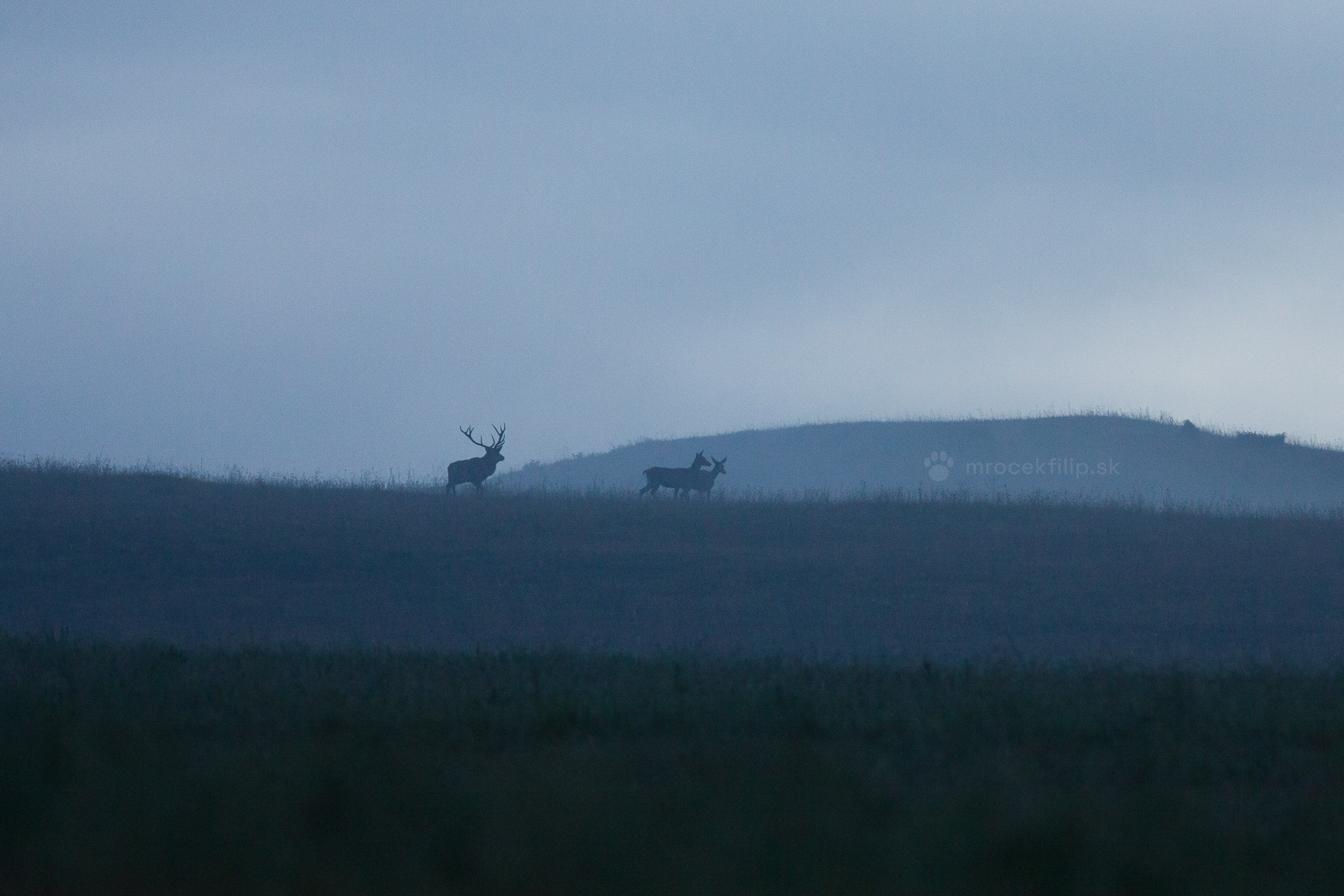 A red deer stag with hinds in a meadow on a misty morning.
