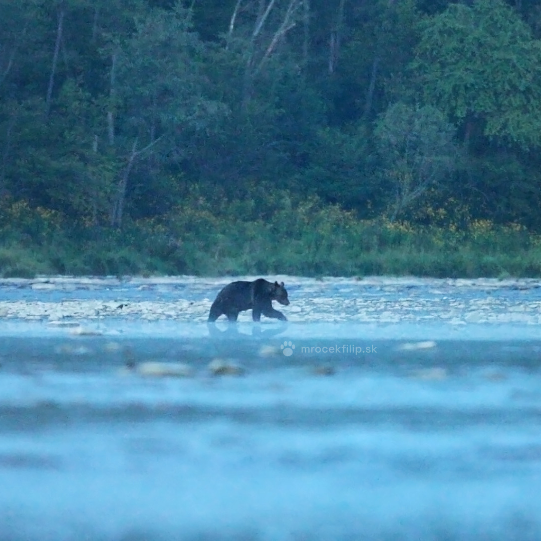 Quietly in Bear Country: How a Photographer Moves Where Predators Live