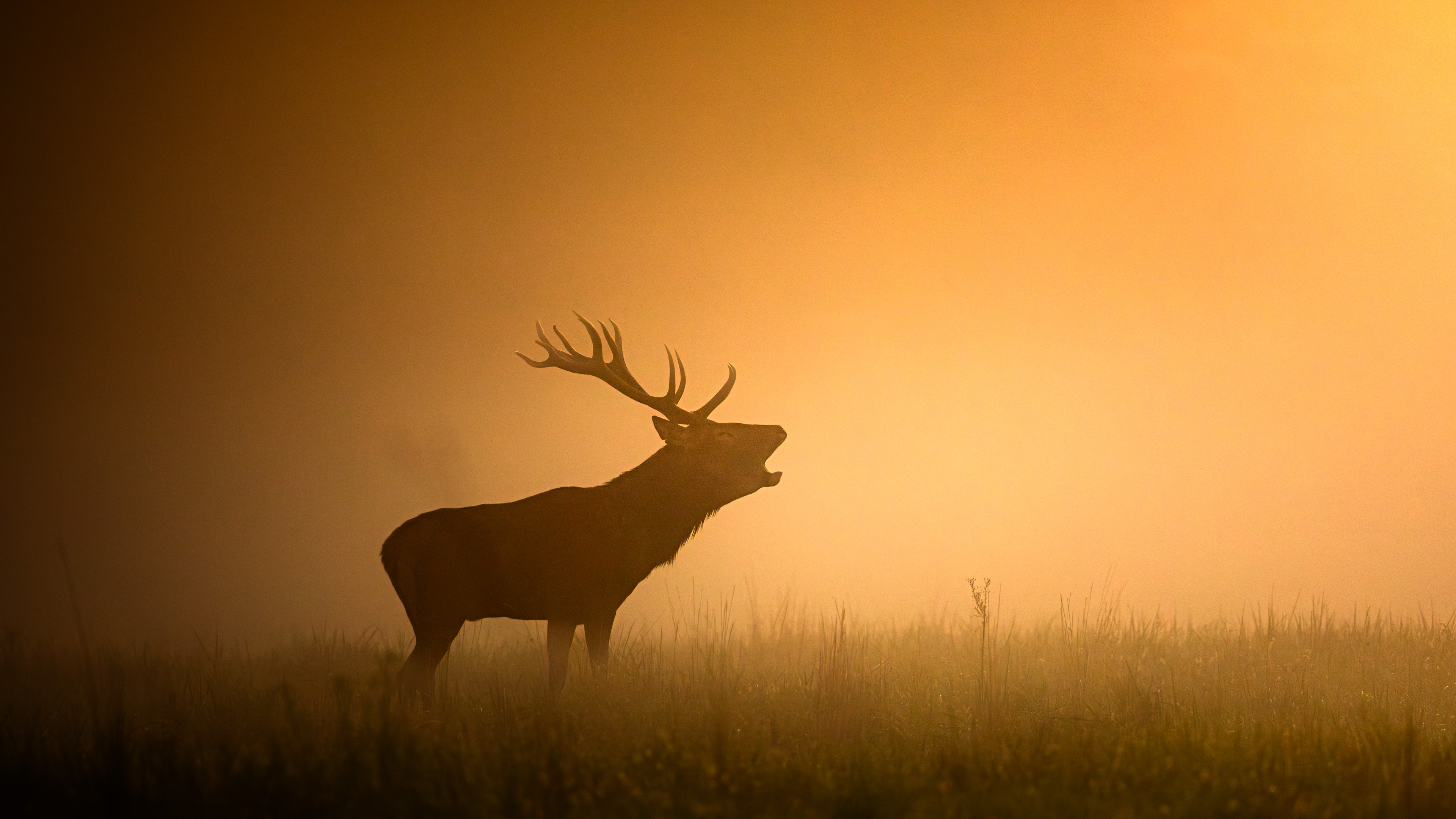 Fotografia jeleňa v ruji zachytáva atmosféru hmlistého rána.