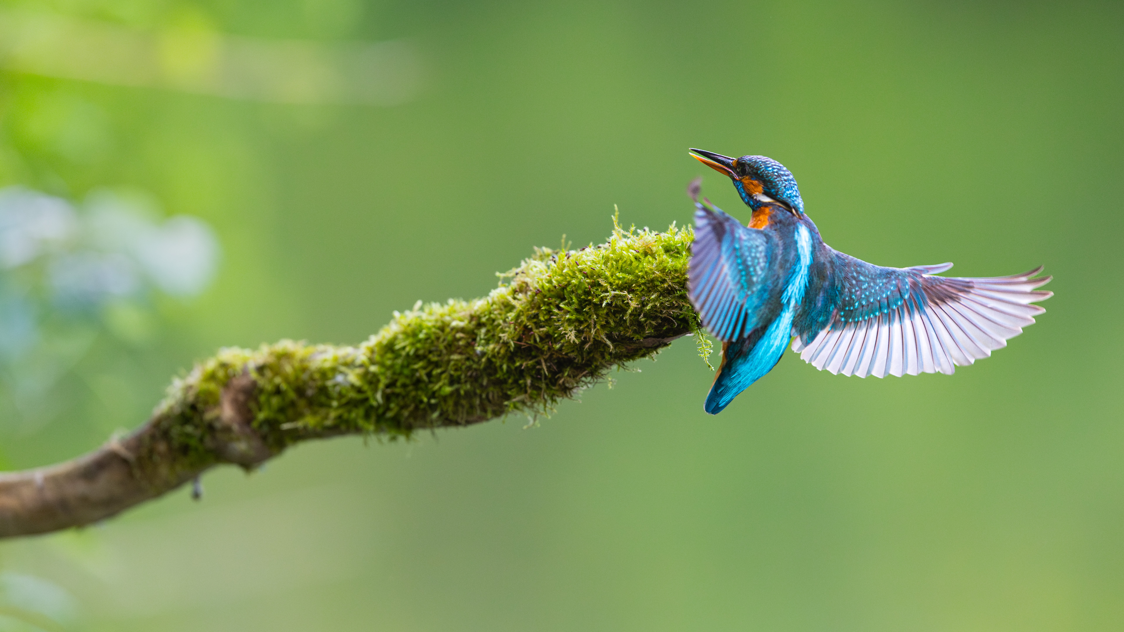 Samička rybárika riečneho počas jarného toku pristáva na machový konár.