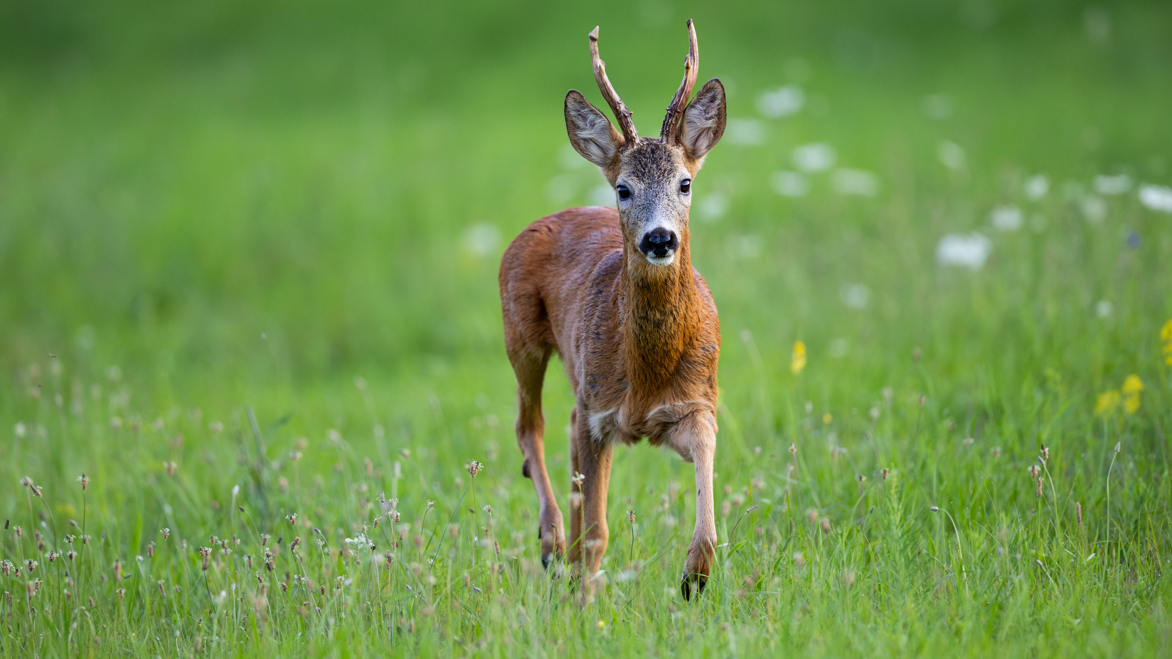 Srnec kráča ráznym krokom priamo pred objektív.